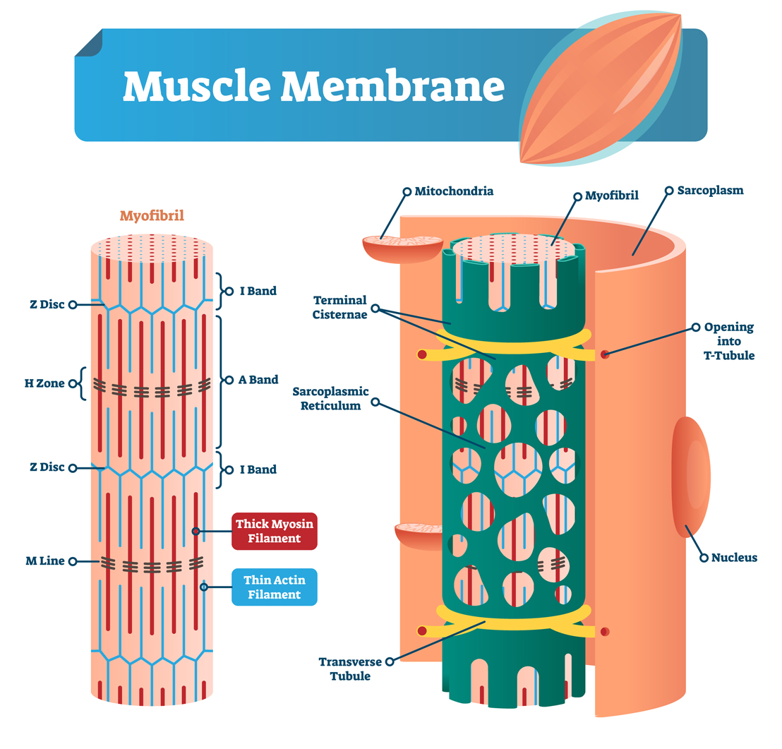 筋膜は「myofascia」、膜は「membrane」と区別されます